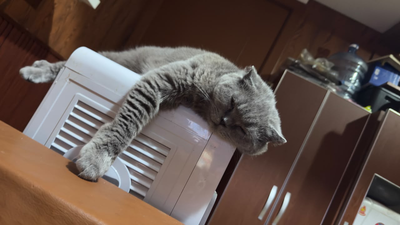 Yuki the cat