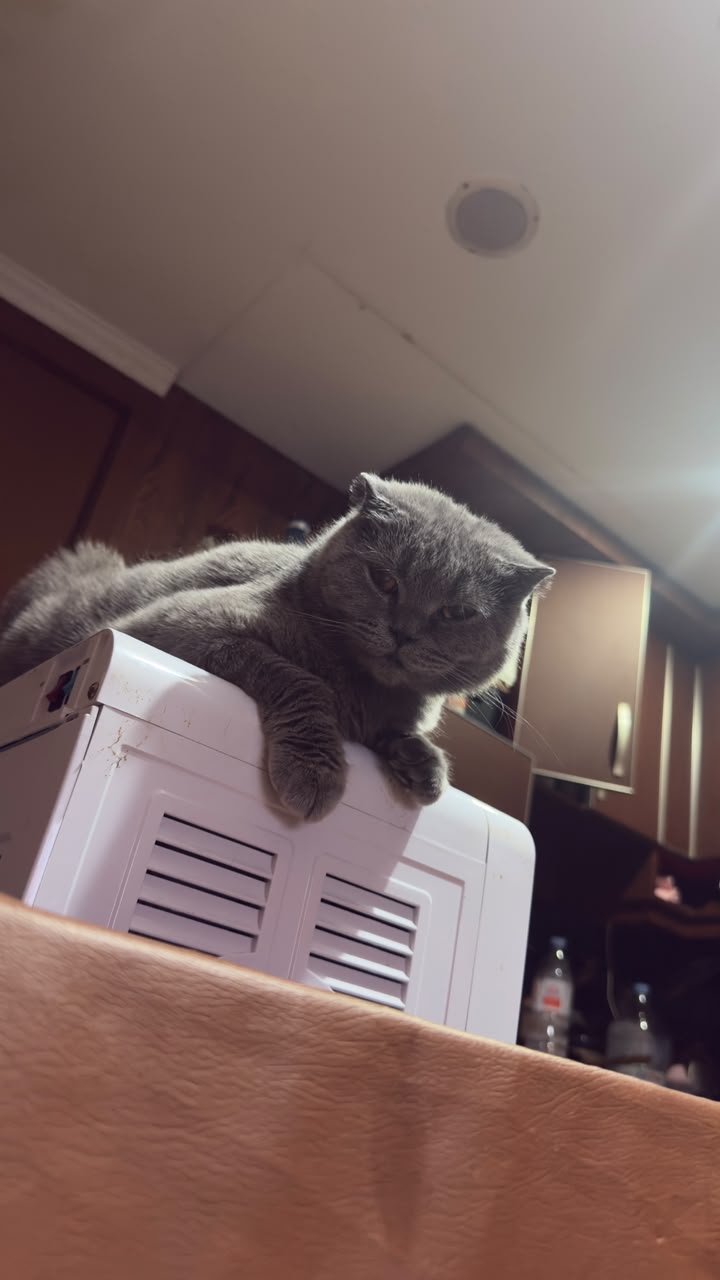 Yuki the cat